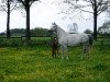 broodmare Florin d'Or (Westphalian, 1993, from Florestan I)