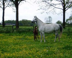 Zuchtstute Florin d'Or (Westfale, 1993, von Florestan I)