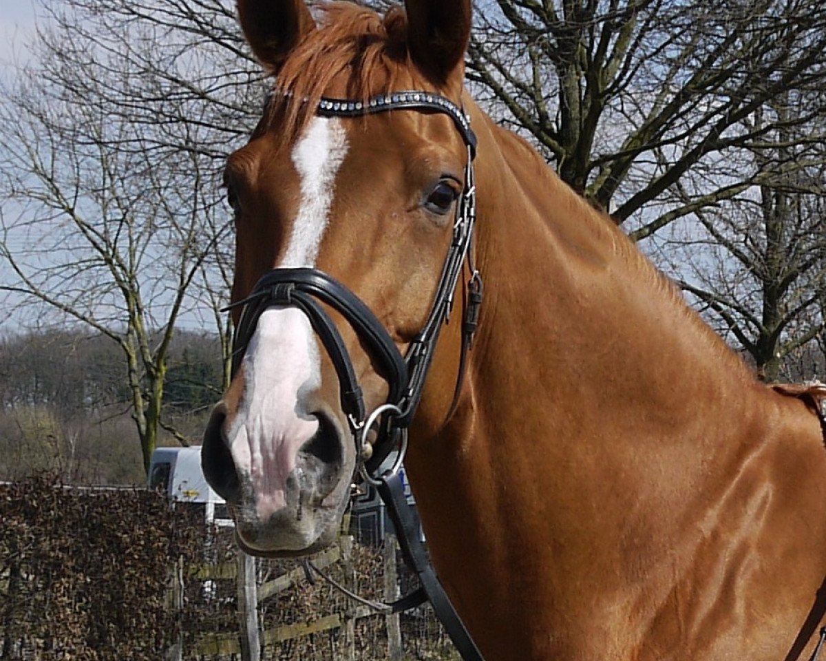 broodmare Hannah (Hanoverian, 2005, from His Highness)