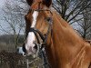 broodmare Hannah (Hanoverian, 2005, from His Highness)