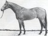 stallion Linos (Holsteiner, 1988, from Landgraf I)