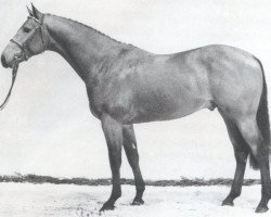 stallion Linos (Holsteiner, 1988, from Landgraf I)