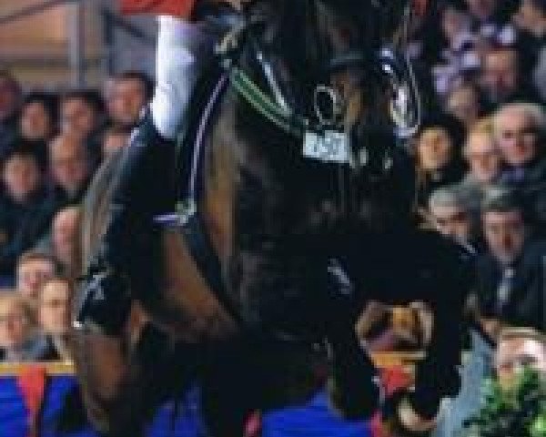 horse Lassergut Chagall-CR (Holsteiner, 1993, from Carthago)