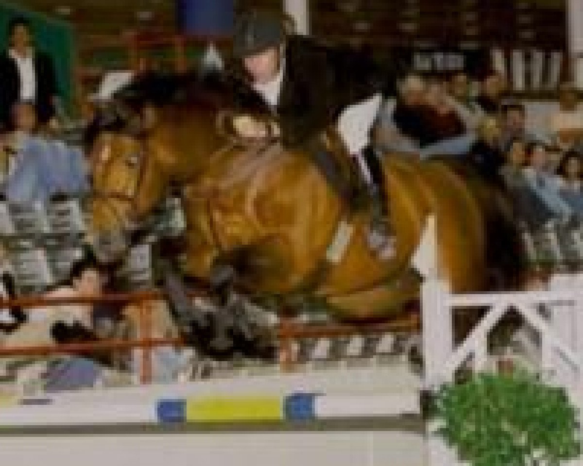 stallion Lavados (Holsteiner, 1990, from Lavall I)
