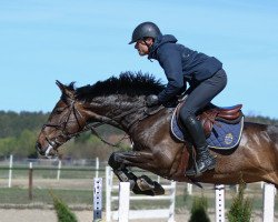 Springpferd Psb Cazaados (Deutsches Sportpferd, 2017, von Cazaan)