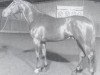 dressage horse Feldherr (Holsteiner, 1987, from Fleming)