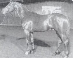 stallion Feldherr (Holsteiner, 1987, from Fleming)