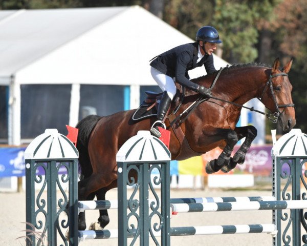 stallion Galoubet de Saintfray (Selle Français, 2016, from Oncle Pol Hn)