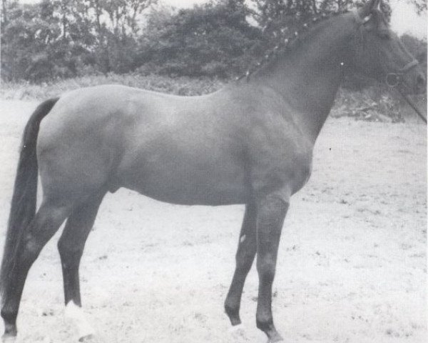 stallion Sterling (Holsteiner, 1958, from Sterndeuter)
