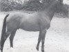 stallion Sterling (Holsteiner, 1958, from Sterndeuter)
