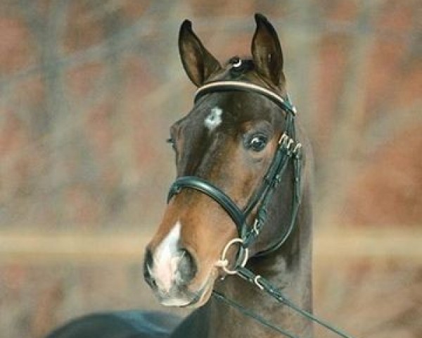stallion New Time (Holsteiner, 2000, from Newton)