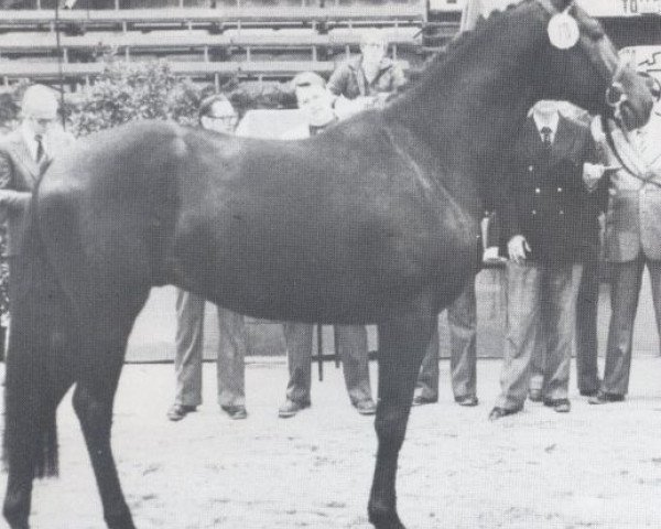 stallion Tanger (Holsteiner, 1976, from Tumbled xx)