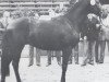 stallion Tanger (Holsteiner, 1976, from Tumbled xx)
