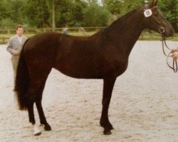 broodmare Catania III (Holsteiner, 1988, from Cor de la Bryère)