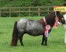 Zuchtstute Yasmijntje v.d.Schellenskrans (Shetland Pony (unter 87 cm), 2006, von Croft Happy Song)