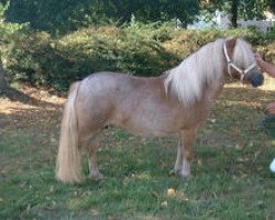 Zuchtstute Inneke v. Stappenhoff (Shetland Pony (unter 87 cm),  , von Dreadnought-Dynamic van de Beemster)