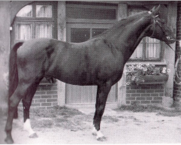 stallion Vulkan (Westphalian, 1982, from Vento)