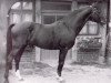 stallion Vulkan (Westphalian, 1982, from Vento)