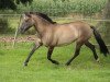 broodmare Kessy (German Riding Pony, 1970, from Kheman ox)