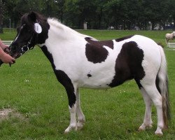 broodmare Lea (Shetland Pony, 2002, from Flamenco)