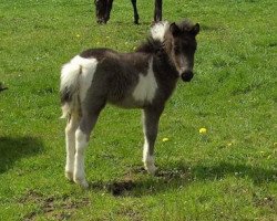 dressage horse Rocky (Dt.Part-bred Shetland pony, 2008, from Rimini)