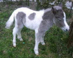 dressage horse Sweety (Dt.Part-bred Shetland pony, 2008, from Rossini)