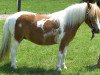 Zuchtstute Shania (Shetland Pony, 2004, von Holsteins Bonavista)