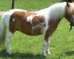 Zuchtstute Shania (Shetland Pony, 2004, von Holsteins Bonavista)