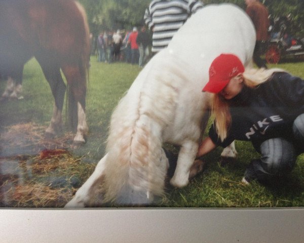 Pferd Struppi (Welsh Mountain Pony (Sek.A), 1992, von Baledon Jerimiah)