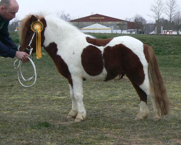 stallion Why Not (Shetland Pony, 2009, from Wonder g surprise v. stal bleuming)