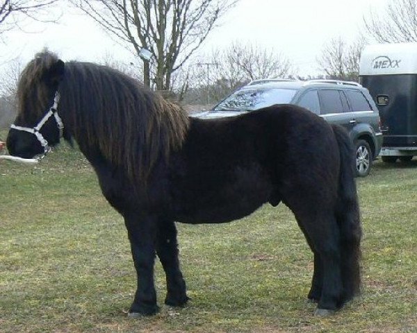 Deckhengst El Bundy (Shetland Pony, 2010, von Mr. Ed)