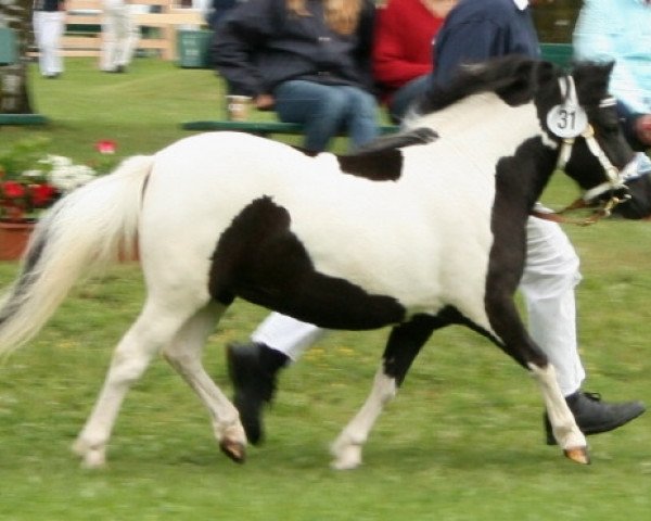 Zuchtstute Nina (Shetland Pony, 2006, von Bubba)