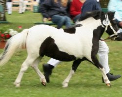 Zuchtstute Nina (Shetland Pony, 2006, von Bubba)