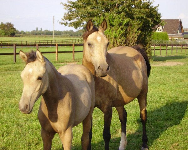 broodmare Santana (Nederlands Rijpaarden en Pony, 1994, from Sjapoer ox)