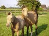 Zuchtstute Santana (Nederlands Rijpaarden en Pony, 1994, von Sjapoer ox)