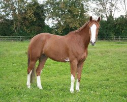 dressage horse Lamarc 14 (Westphalian, 2002, from Lamoureux I)