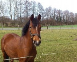 broodmare Nena (German Riding Pony, 2007, from Nabucco R)