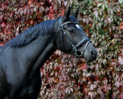 dressage horse Bodethal's Starlight (German Riding Pony, 2014, from Night-Star III)