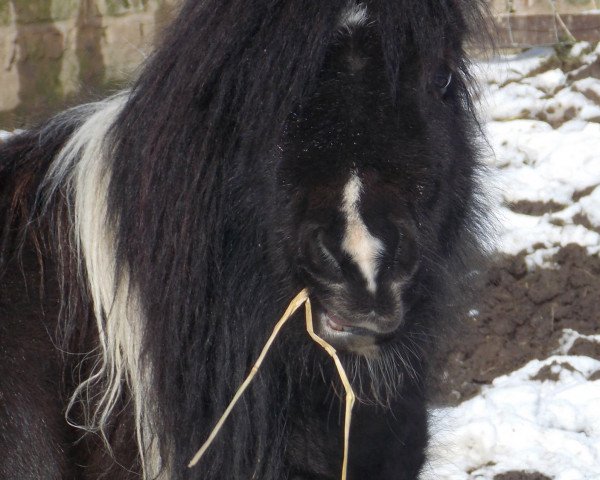 broodmare Silbersees Gamba (Dt.Part-bred Shetland pony, 2007, from Göttings Enrique)