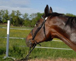 broodmare Lawinia (Hanoverian, 1996, from Legat)