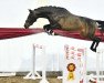 Springpferd Baloudam (Holsteiner, 2018, von Balou Star)