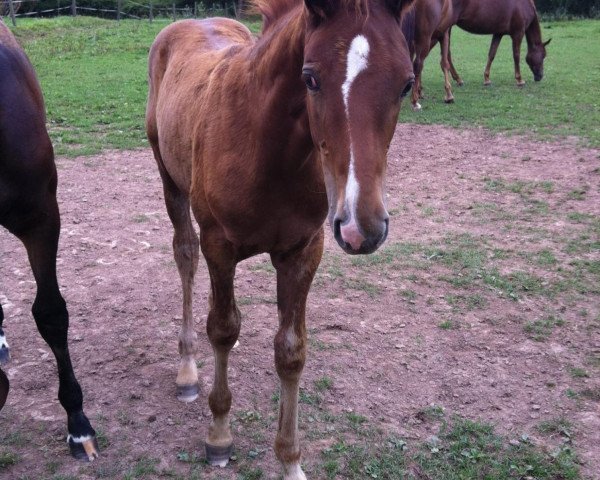 horse Breitling's Goldschatz (Hanoverian, 2012, from Breitling W)