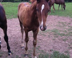 horse Breitling's Goldschatz (Hanoverian, 2012, from Breitling W)