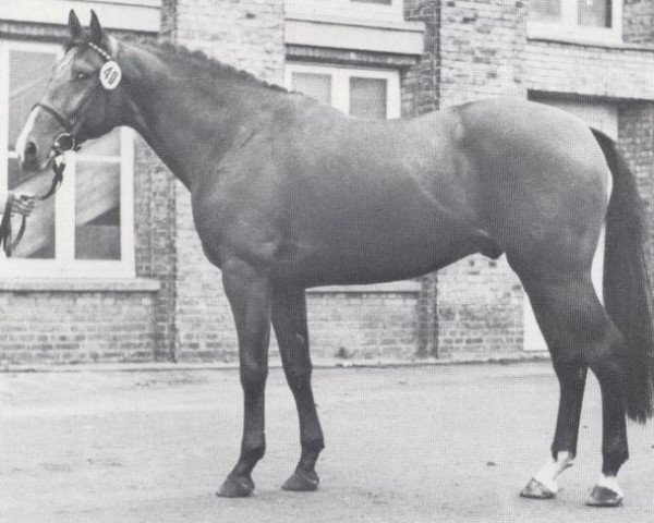 stallion Marsala (Holsteiner, 1975, from Marlon xx)