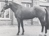 stallion Marsala (Holsteiner, 1975, from Marlon xx)