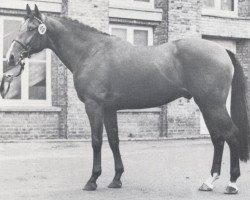 Deckhengst Marsala (Holsteiner, 1975, von Marlon xx)