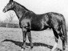stallion Pennant xx (Thoroughbred, 1927, from Phalaris xx)