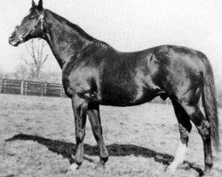 stallion Pennant xx (Thoroughbred, 1927, from Phalaris xx)