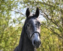 horse Cornets Röschen III B (Deutsches Sportpferd, 2019, from Cornet Obolensky)