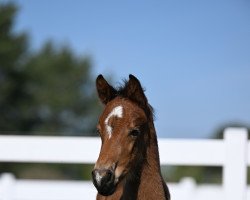 jumper Verdis Röschen B (German Sport Horse, 2022, from Verdi)